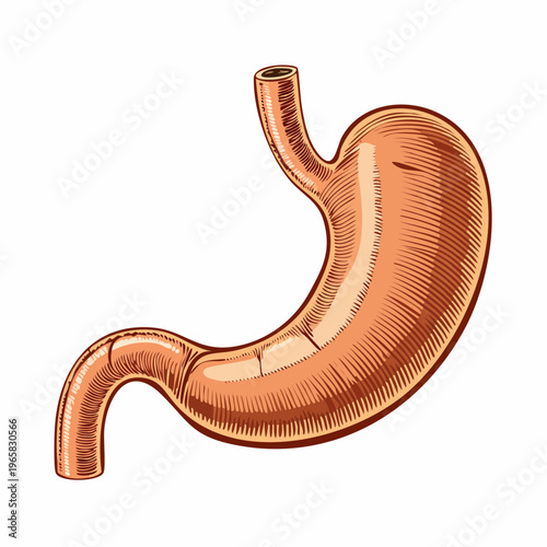 human stomach anatomical vintage medical engraving illustration isolated, detailed digestive system organ hand drawn antique anatomy woodcut style
