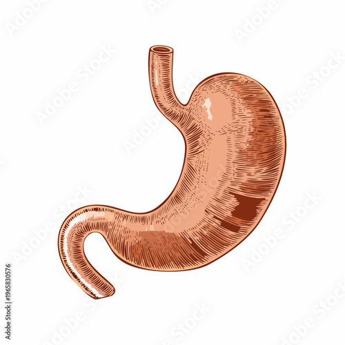human stomach anatomical vintage medical engraving illustration isolated, detailed digestive system organ hand drawn antique anatomy woodcut style
