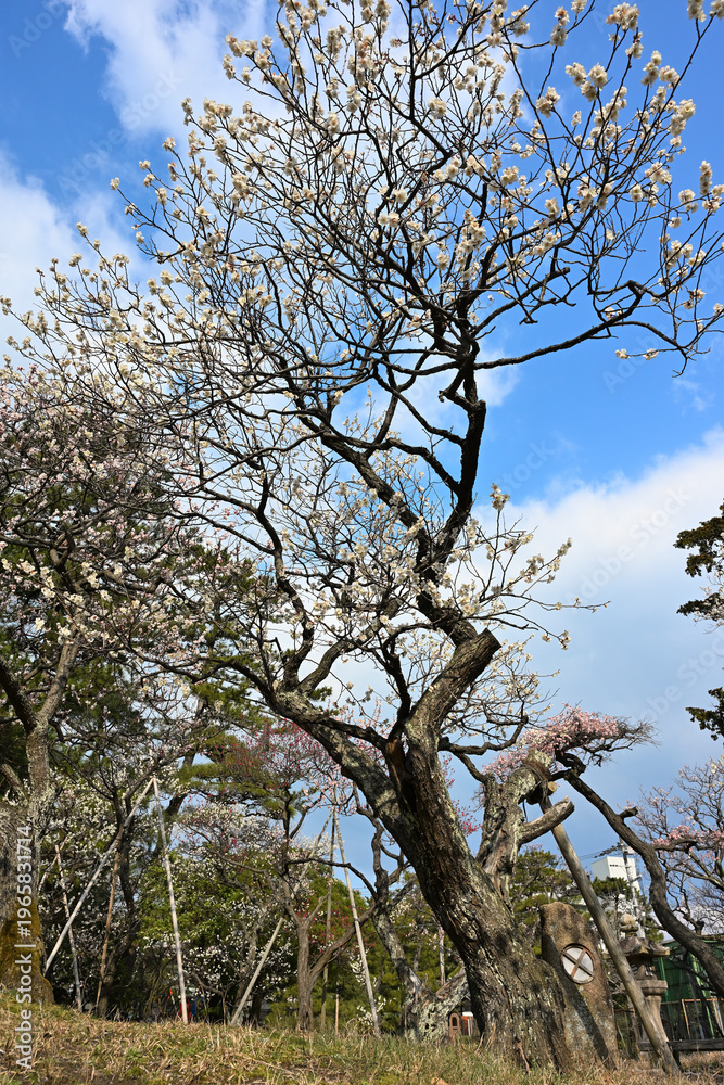 Fototapeta premium 春の白山神社に咲く梅と公園の風景（新潟県新潟市中央区）