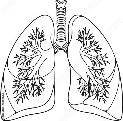 Detailed illustration of human lungs with trachea and bronchi