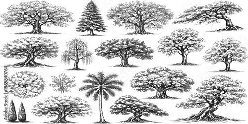 A diverse collection of tree silhouettes featuring pine, oak, and tropical palm vectors in a black nature art design set
