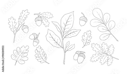 Black and white line of oak leaves and acorns outline botanical