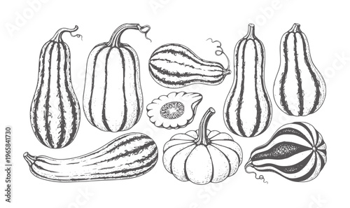 Hand drawn collection of various gourds and pumpkins in black ink squash harvest
