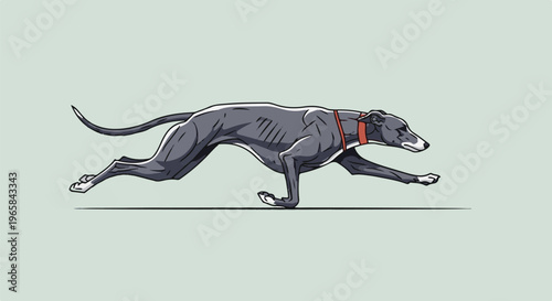 A gray hound with a red collar streaks across a light green background