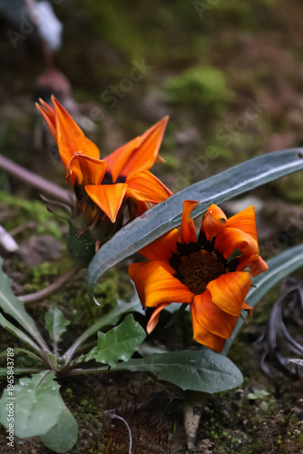 Photos Bright orange gazania flower growing in the wild against a dark background
