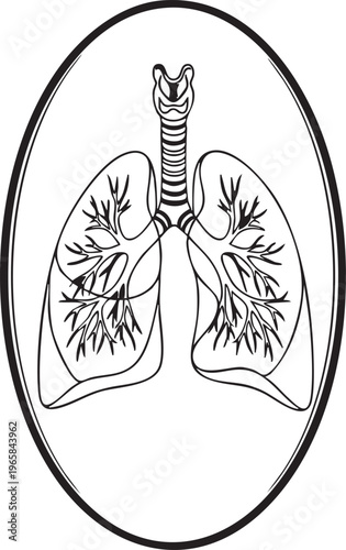 Detailed illustration of human lungs and trachea in a circular frame