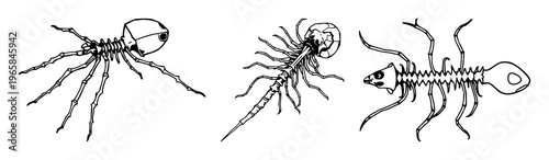 Radiolarian skeleton set with black line art on white background featuring radiolarian, skeleton, marine microfossil with line art and white background