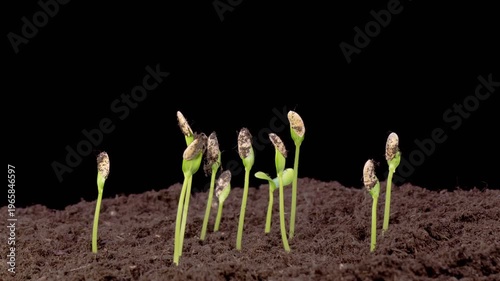 Beautiful Time Lapse of Growth Melon Plants Against a Black Background. 4K.