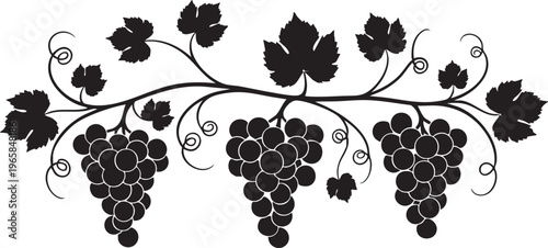 Black silhouette of grapevine with three bunches of grapes and leaves white background