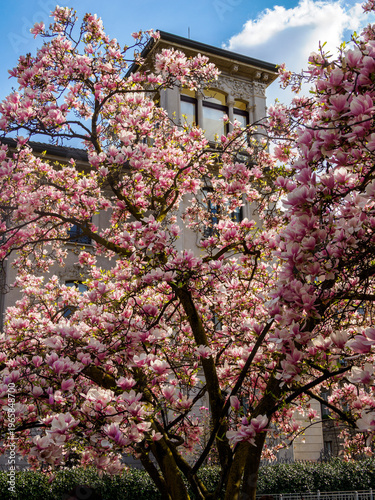 Magnolia flowering plants at Piazza Tommaseo in Milan, Italy