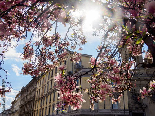 Magnolia flowering plants at Piazza Tommaseo in Milan, Italy