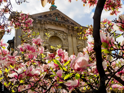 Magnolia flowering plants at Piazza Tommaseo in Milan, Italy