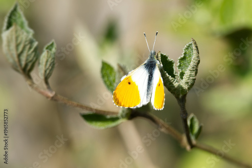 Male orange tip butterfly (Anthocharis cardamines) perched on a green leaf in Zurich, Switzerland