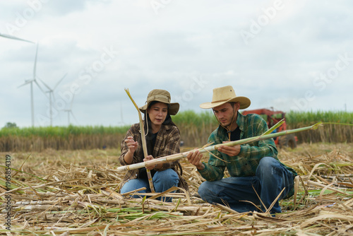 Sugarcane farmers are analyzing and discussing methods for harvesting sugarcane in their fields.
