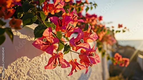 Vibrant Pink Bougainvillea Flowers Against Textured White Wall At Sunset With Ocean Backdrop