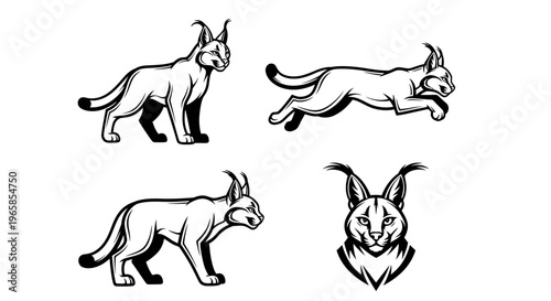Caracal Cat Poses - A Collection of Feline Illustrations.