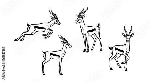 Elegant Springbok Antelopes in Dynamic Poses - A Wildlife Illustration.