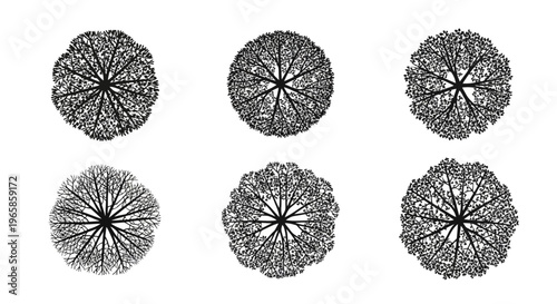 Elegant tree canopy silhouettes: set of six intricate botanical designs