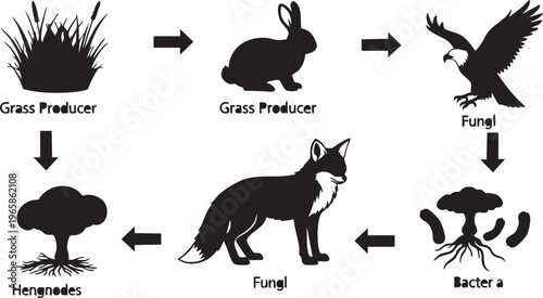 Silhouette food chain diagram with grass rabbit eagle and decomposers black and white