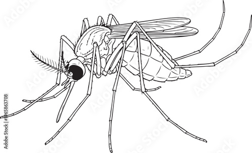 Detailed mosquito insect line art illustration on transparent background for coloring book.
