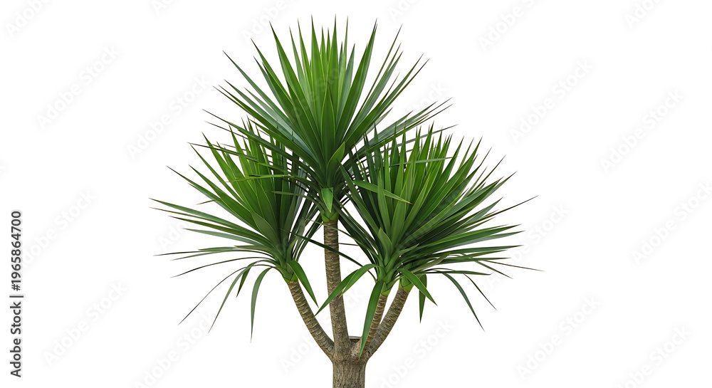 Fototapeta premium Dracaena Marginata Plant with Spiky Green Leaves Isolated on White Background