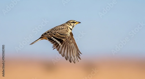 A small streaky-breasted lark bird gracefully flying through the air against a soft, blurred landscape background.