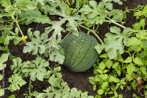 Wallpaper Mural a green striped watermelon ripens in the garden Torontodigital.ca
