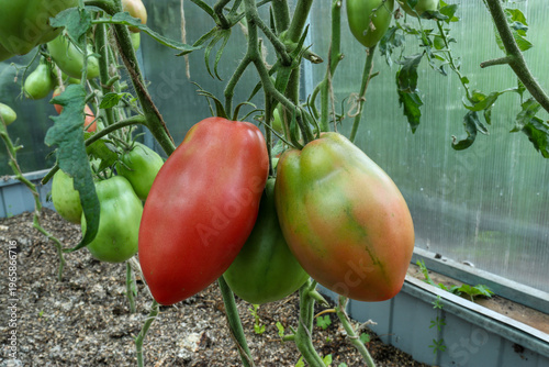 Wallpaper Mural juicy tomatoes ripened in the greenhouse Torontodigital.ca