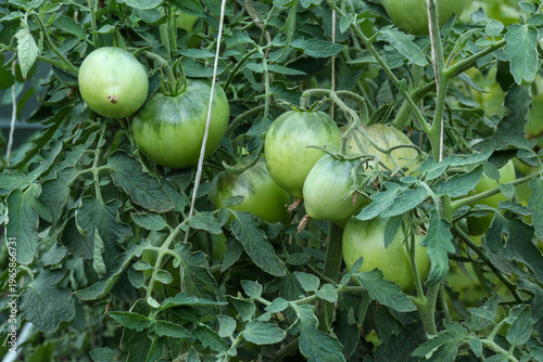 Wallpaper Mural Tomatoes ripen in a greenhouse. Plants are being supported in a greenhouse. Torontodigital.ca