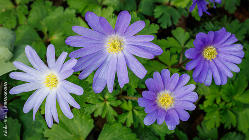 Spring Flowers Anemone Bloom in a Garden Showcasing Purple and Blue Petals With Green Leaves Surrounding Them