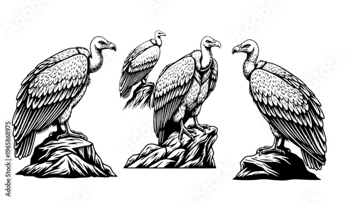 Four vultures perched on rocks in black and white