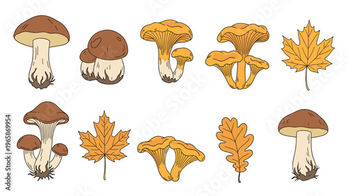 Assortment of edible wild mushrooms including chanterelles and porcini paired with autumn maple and oak leaves in a classic hand drawn style.