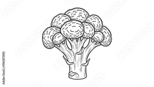 Intricate black and white line drawing captures the detailed texture and organic structure of a fresh head of broccoli.