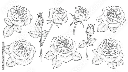 Collection of rose sketches features delicate blooms in various stages of opening along with graceful rose buds and leaves in a line art style.