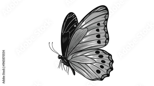 Detailed butterfly side profile illustration in grey and black tones showing intricate wing patterns for nature and biological studies.