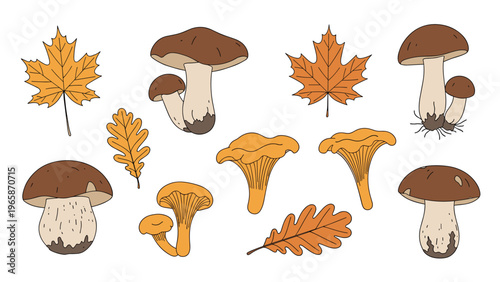 Collection of various forest mushrooms including porcini and chanterelles alongside autumn maple and oak leaves on a white background.