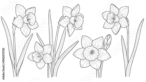 Detailed black and white line art illustration of several narcissus daffodil flowers with leaves for seasonal coloring or design.