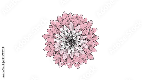 Intricate drawing of a multi petaled pink flower from above showing delicate shading and fine details on a clean white background texture.