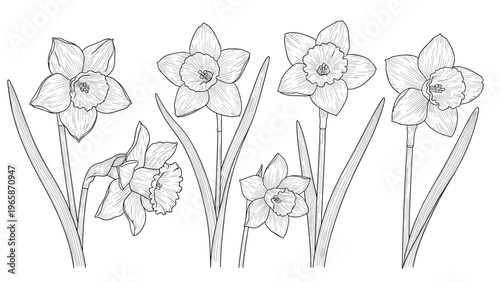 Collection of detailed black and white line art drawings of several narcissus flowers with leaves for seasonal botanical design work.