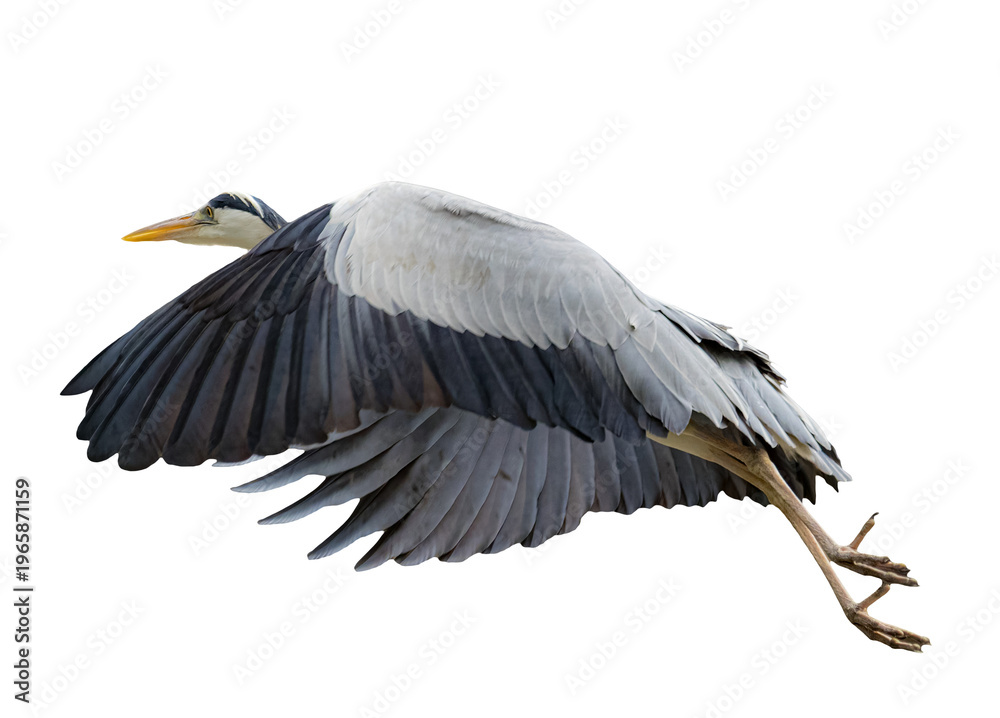 Fototapeta premium Grey heron flying with wings spread isolated on transparent background