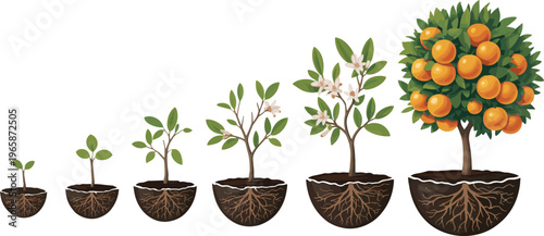 Isometric illustration showing six stages of orange tree growth from sprout to mature fruit‑bearing plant with roots, leaves, flowers, and ripe oranges