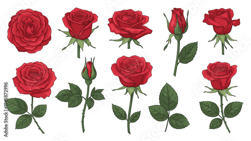 Comprehensive collection of elegant red rose flowers in various stages of bloom including buds and detailed green leaves.