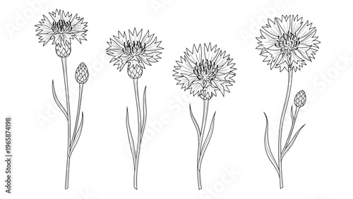 Four cornflower stems with detailed line art leaves and buds are arranged vertically in this elegant botanical illustration.