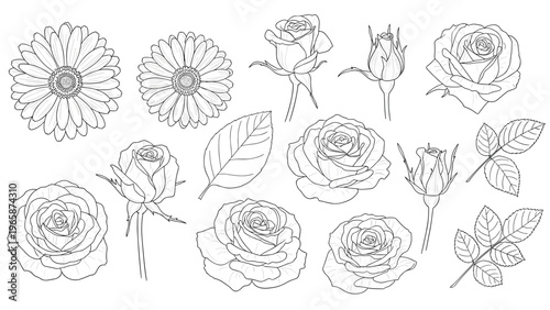 Comprehensive collection of hand-drawn rose buds, blooming flowers, and leaves in various stages of growth in black line art.