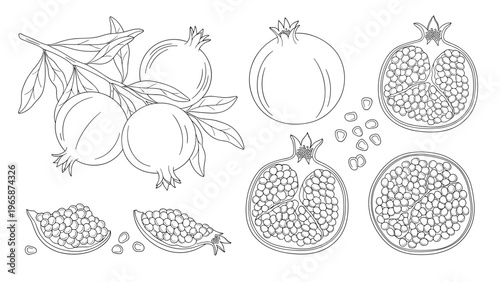 Detailed botanical sketches of pomegranates showing whole fruit, cross-sections with seeds, and individual pomegranate kernels.