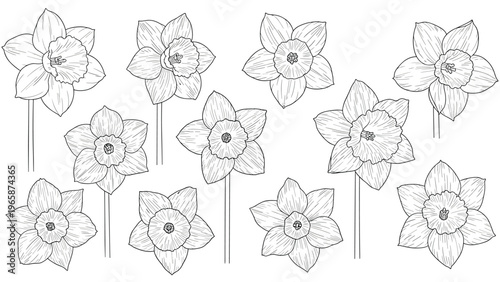 Set of eleven hand-drawn narcissus flowers in a detailed line art style featuring various perspectives of the spring blooms.