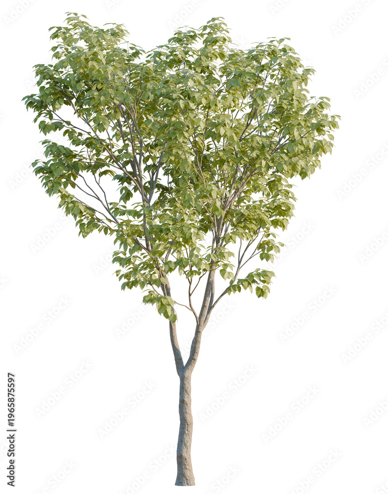 Fototapeta premium Acer negundo tree, elevation, front view, cutout, transparent background, isolate, Delicate fern leaf, detailed close-up nature macro photography for background
