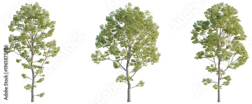 Acer negundo tree, elevation, front view, cutout, transparent background, isolate, Detailed branch of a maple tree, green leaves close-up, high resolution, perfect for design.