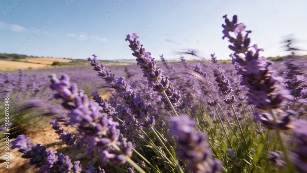 Obraz premium Close-up of vibrant lavender stalks swaying in summer breeze in bright countryside