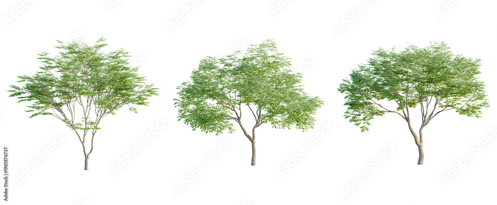 Fototapeta premium Acer palmatum tree, elevation, front view, cutout, transparent background, isolate, A vibrant, healthy tree with lush green leaves and strong branches against a clean background.